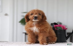 Cavapoo dogs for sale: Teddy - Image 6