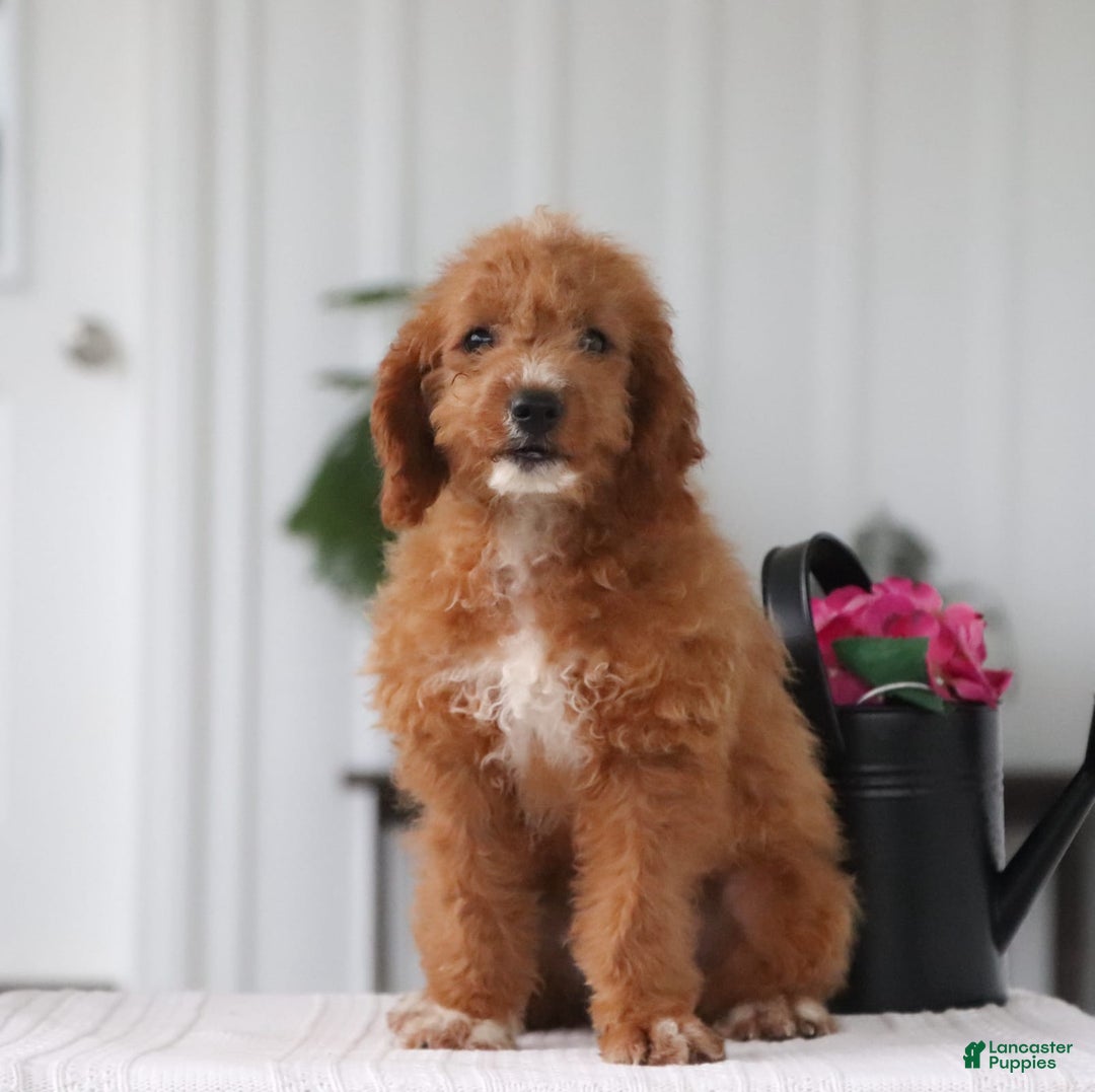 Cavapoo dogs for sale: Teddy - Image 6