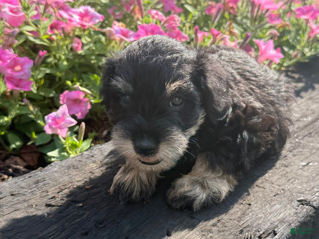 Schnoodle dogs for sale: Isaac - Image 5