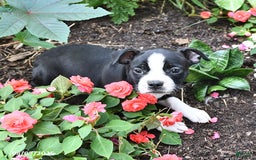Boston Terrier dogs for sale: Jessica - Image 3