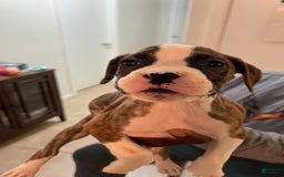 Boxer dogs for sale: Boxer Puppy 1 - Image 1