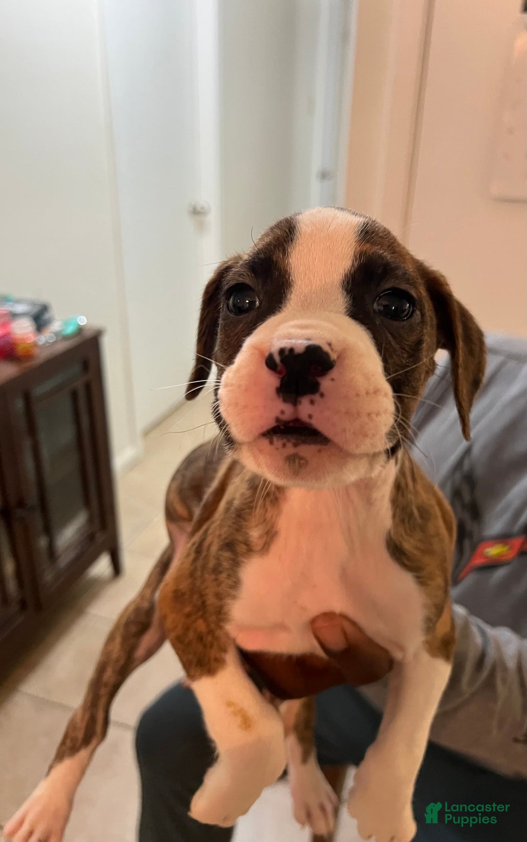 Boxer dogs for sale: Boxer Puppy 1 - Image 1