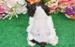Cocker Spaniel dogs for sale: Biancachocolatetanparticockerpuppy - Image 6