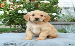 Miniature Golden Retriever dogs for sale: Sterling - Image 1