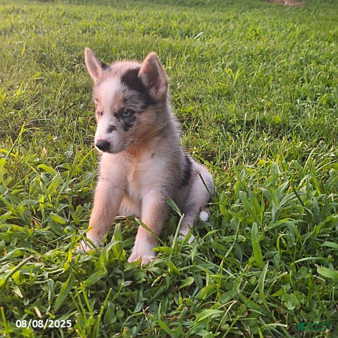Gerberian Shepsky dogs for sale: Kira - Image 3