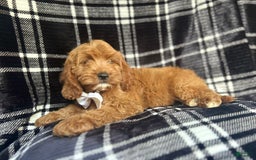 Cavapoo dogs for sale: Whiskey - Image 4