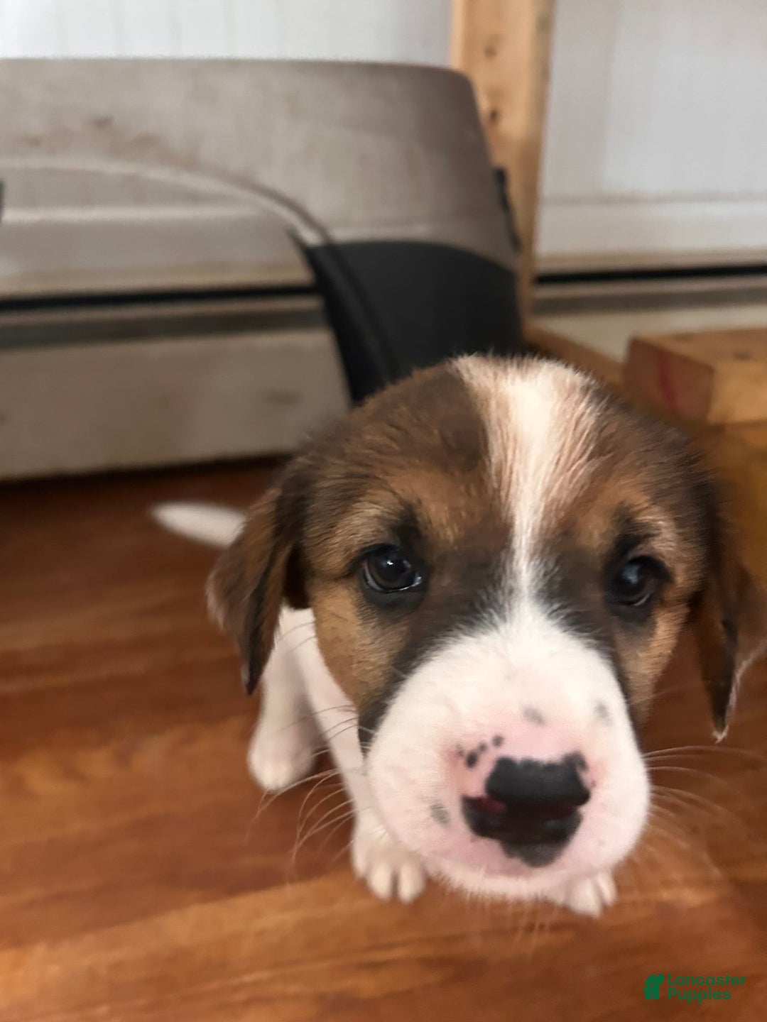 Australian Cattle Dog dogs for sale: Bella - Image 3