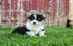 Welsh Corgi Pembroke dogs for sale: Welsh Corgi (Pembroke) 8 puppies - Image 8