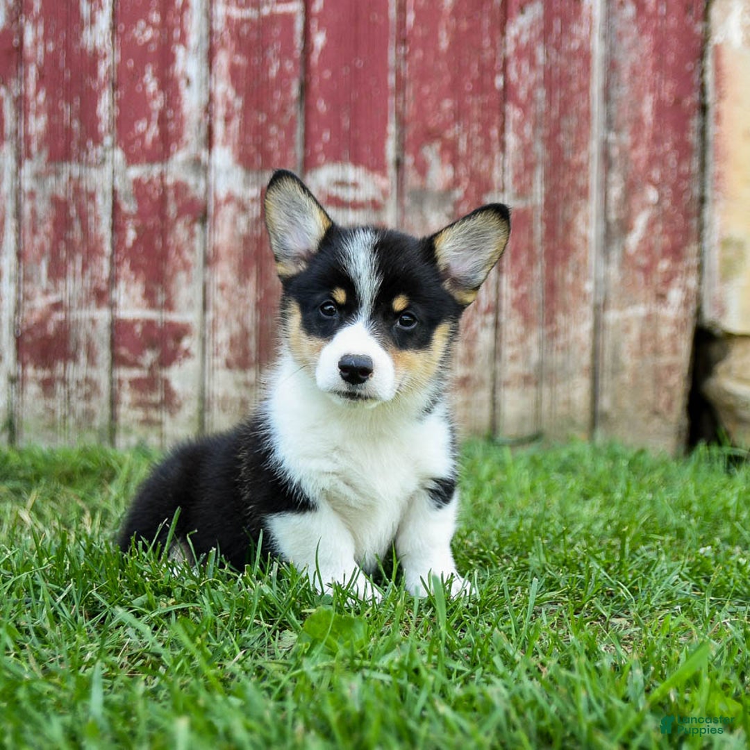 Welsh Corgi Pembroke dogs for sale: Welsh Corgi (Pembroke) 8 puppies - Image 8