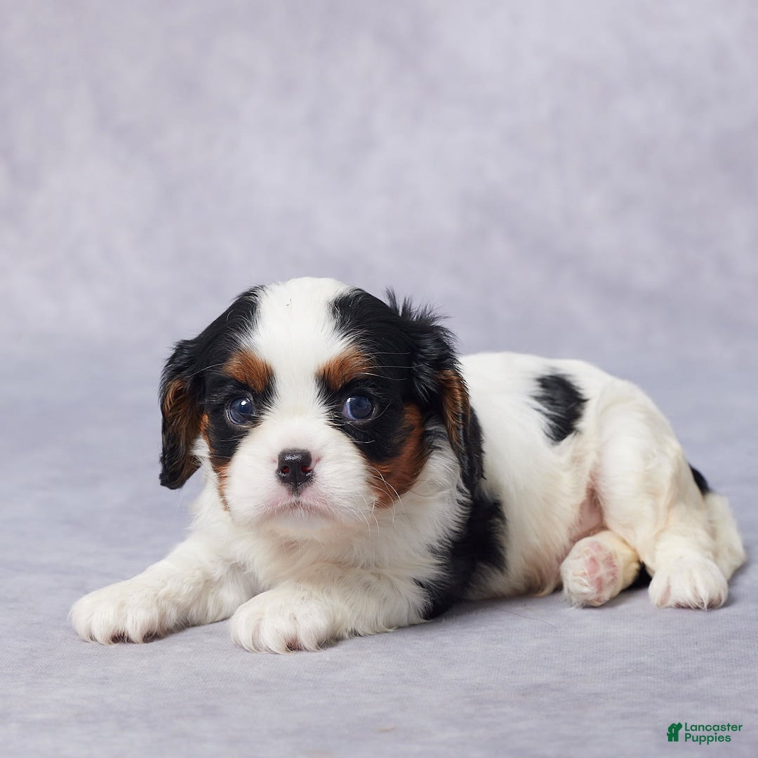Cavalier King Charles Spaniel dogs for sale: Blake - Image 4