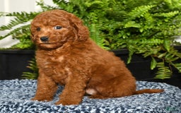 Miniature Poodle dogs for sale: Zinc - Image 3