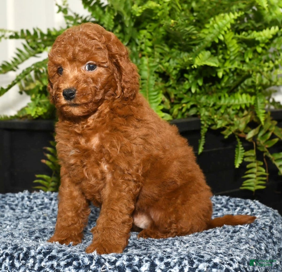 Miniature Poodle dogs for sale: Zinc - Image 3