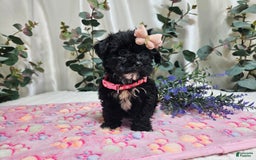 Morkie dogs for sale: Princess - Image 3