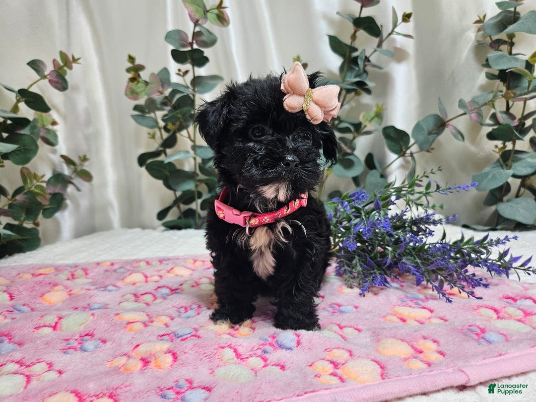 Morkie dogs for sale: Princess - Image 3