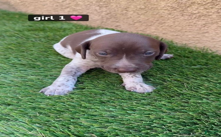 German Shorthaired Pointer dogs for sale - Ad 2