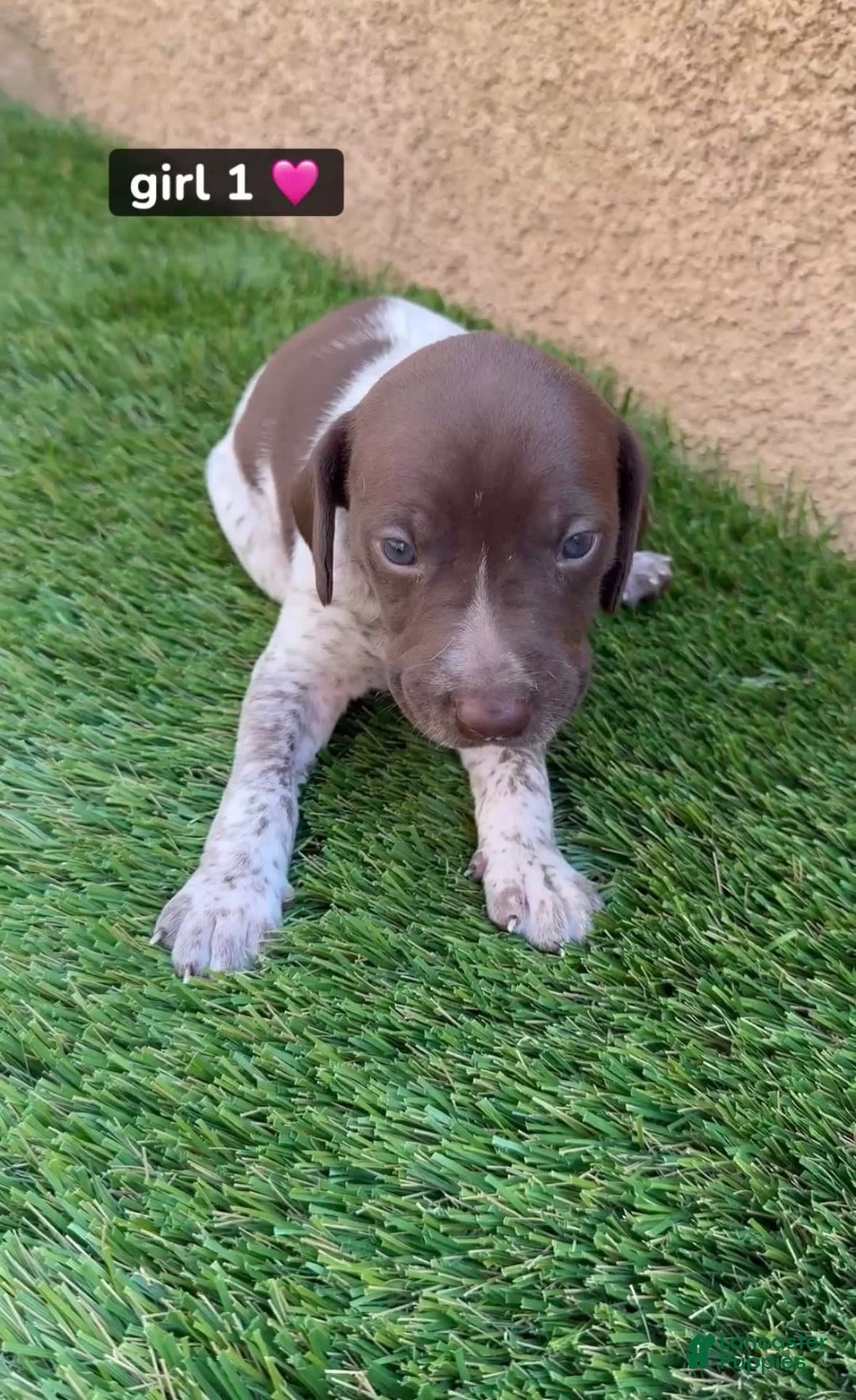 German Shorthaired Pointer dogs for sale: Girl 1 - Image 1