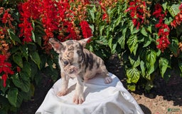 Frenchton dogs for sale: Namor - Image 5