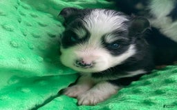 Pomsky dogs for sale: Luffy - Image 1