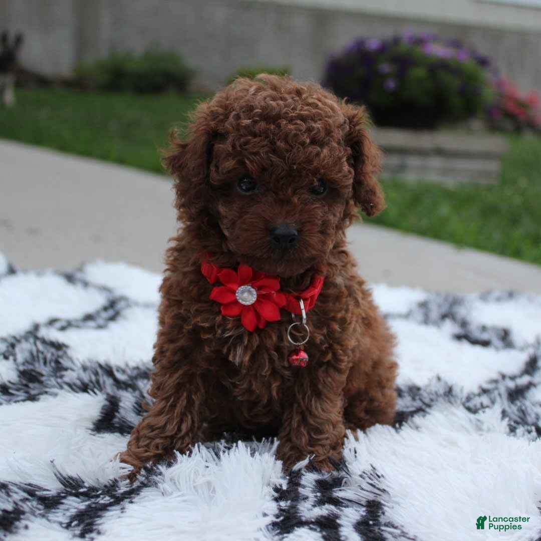 Toy Poodle dogs for sale: Kody - Image 1