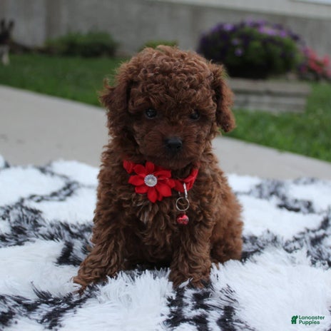 Toy Poodle dogs for sale - Ad 3