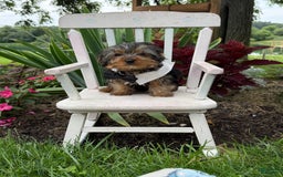 Yorkshire Terrier dogs for sale: Jason - Image 2