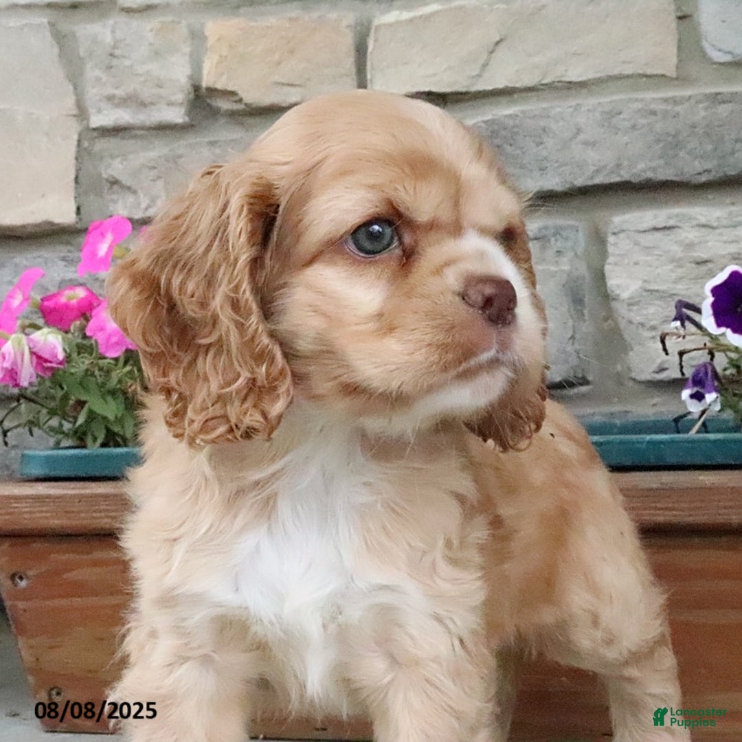 Cocker Spaniel dogs for sale: Oakley - Image 7