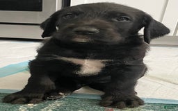 Great Dane dogs for sale: Raven - Image 7