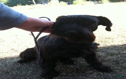 Standard Schnauzer dogs for sale: Samuel - Image 4