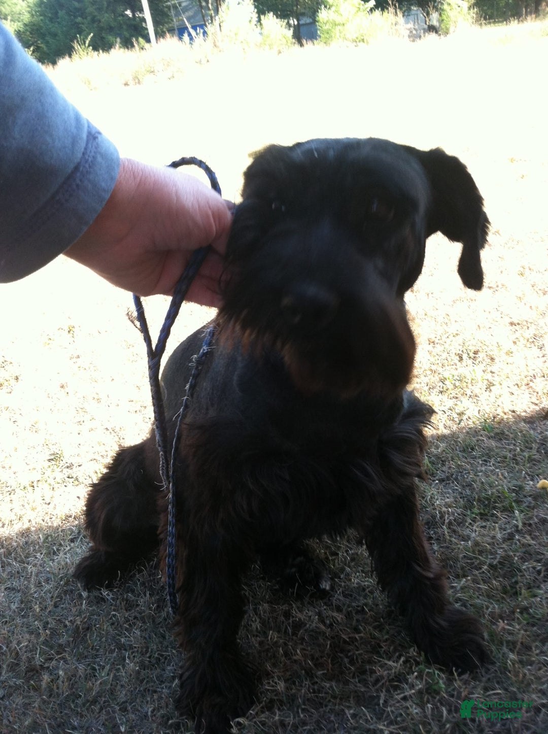 Standard Schnauzer dogs for sale: Samuel - Image 4