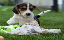 Beagle dogs for sale: Kit Kat - Image 12