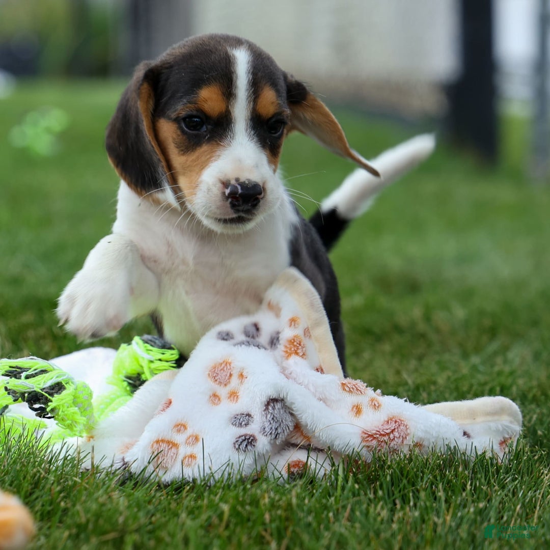 Beagle dogs for sale: Kit Kat - Image 12