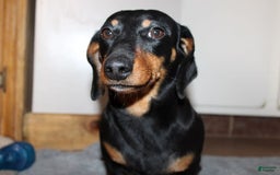 Dachshund dogs for sale: Stella Male 3 - Image 14