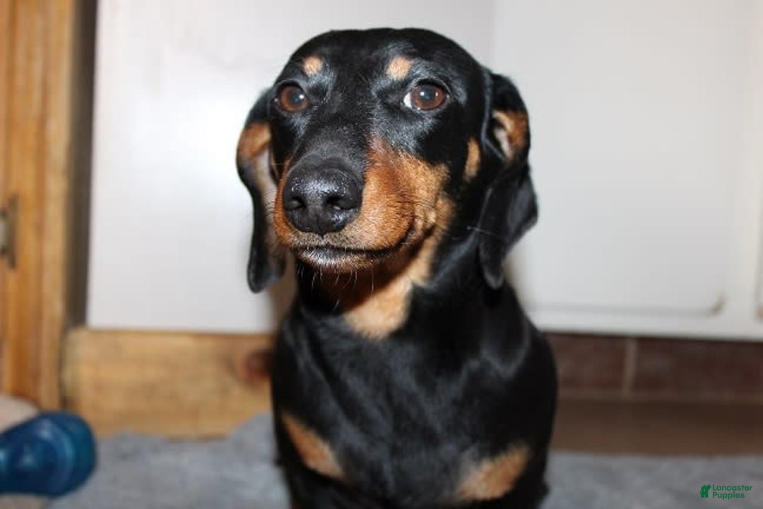 Dachshund dogs for sale: Stella Male 3 - Image 14