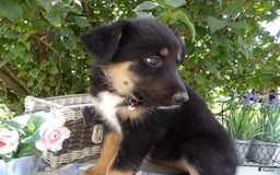 German Shepherd dogs for sale: Lorena - Image 2