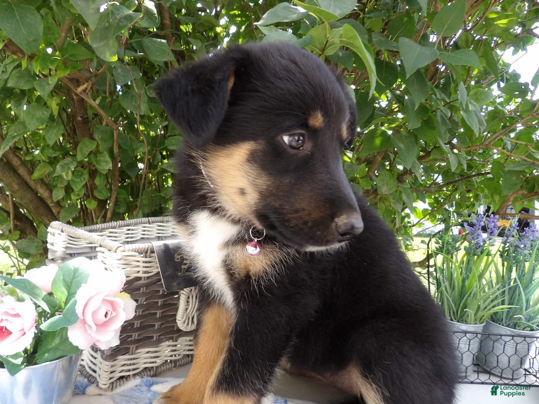German Shepherd dogs for sale: Lorena - Image 2