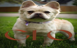 French Bulldog dogs for sale: Pynk - Image 7