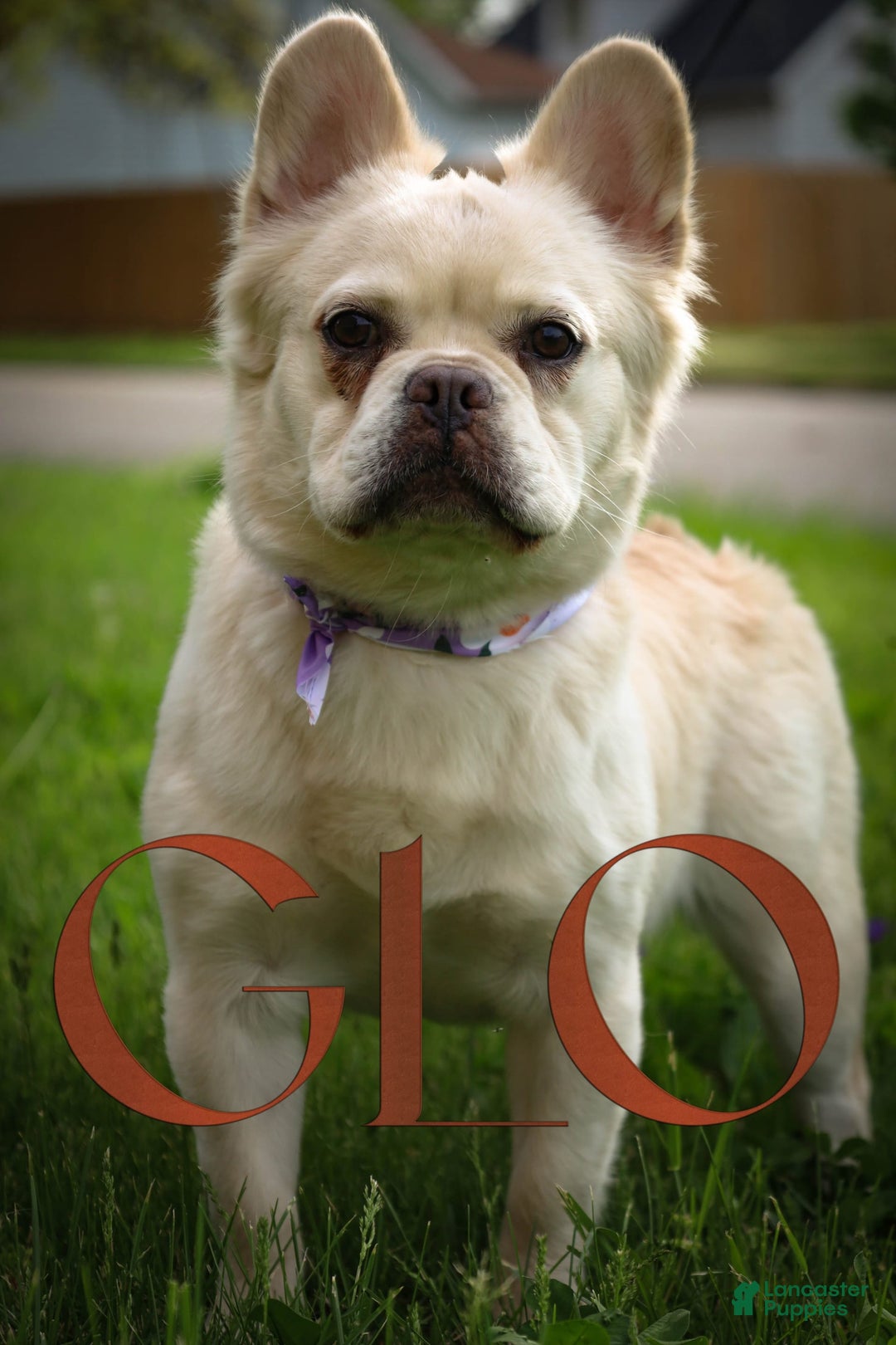 French Bulldog dogs for sale: Pynk - Image 7