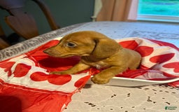 Miniature Dachshund dogs for sale: Remmy - Image 2