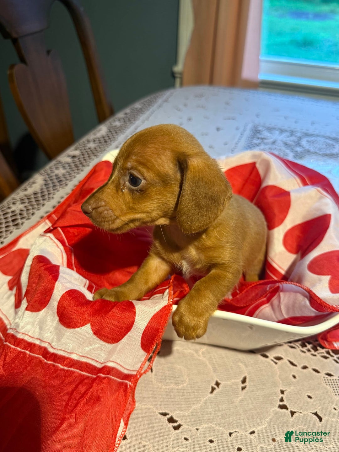 Miniature Dachshund dogs for sale: Remmy - Image 2