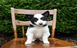 Border Collie dogs for sale: Poppy - Image 11