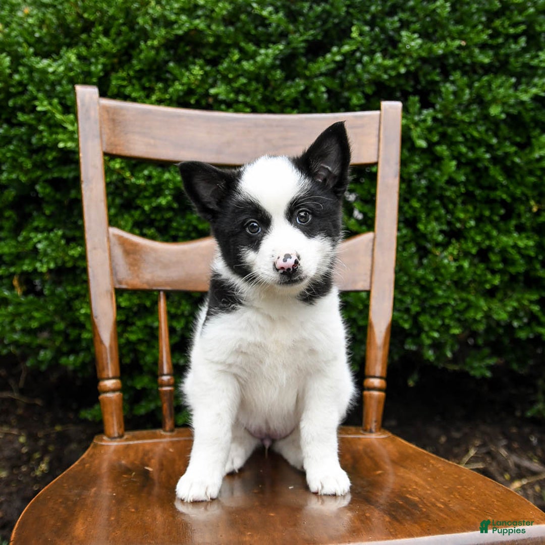 Border Collie dogs for sale: Poppy - Image 11