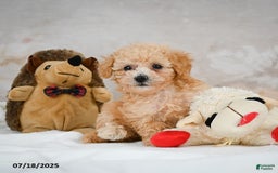 Bichpoo dogs for sale: Dixie - Image 2