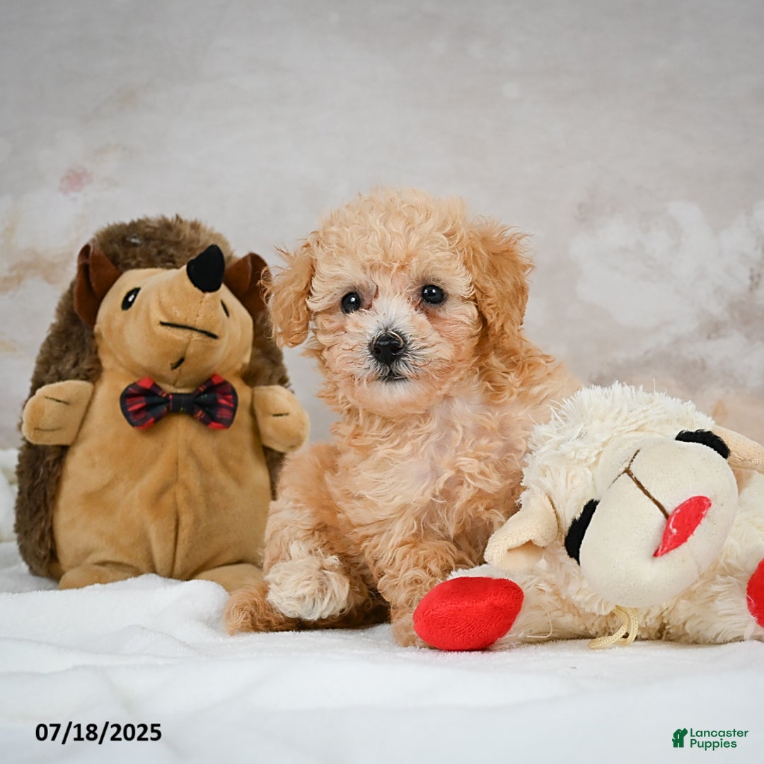 Bichpoo dogs for sale: Dixie - Image 2