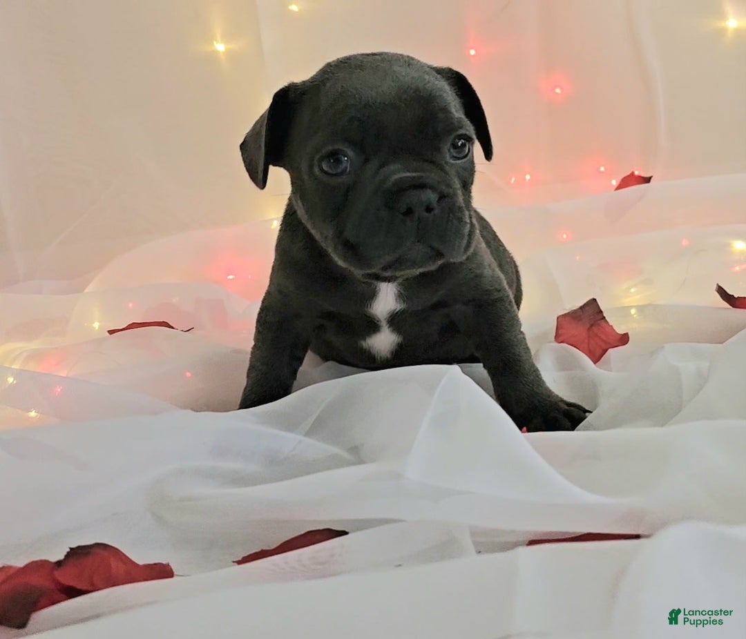 French Bulldog dogs for sale: French Bulldog 5 puppies - Image 10