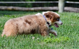 Miniature Australian Shepherd dogs for sale: Jasper - Image 7