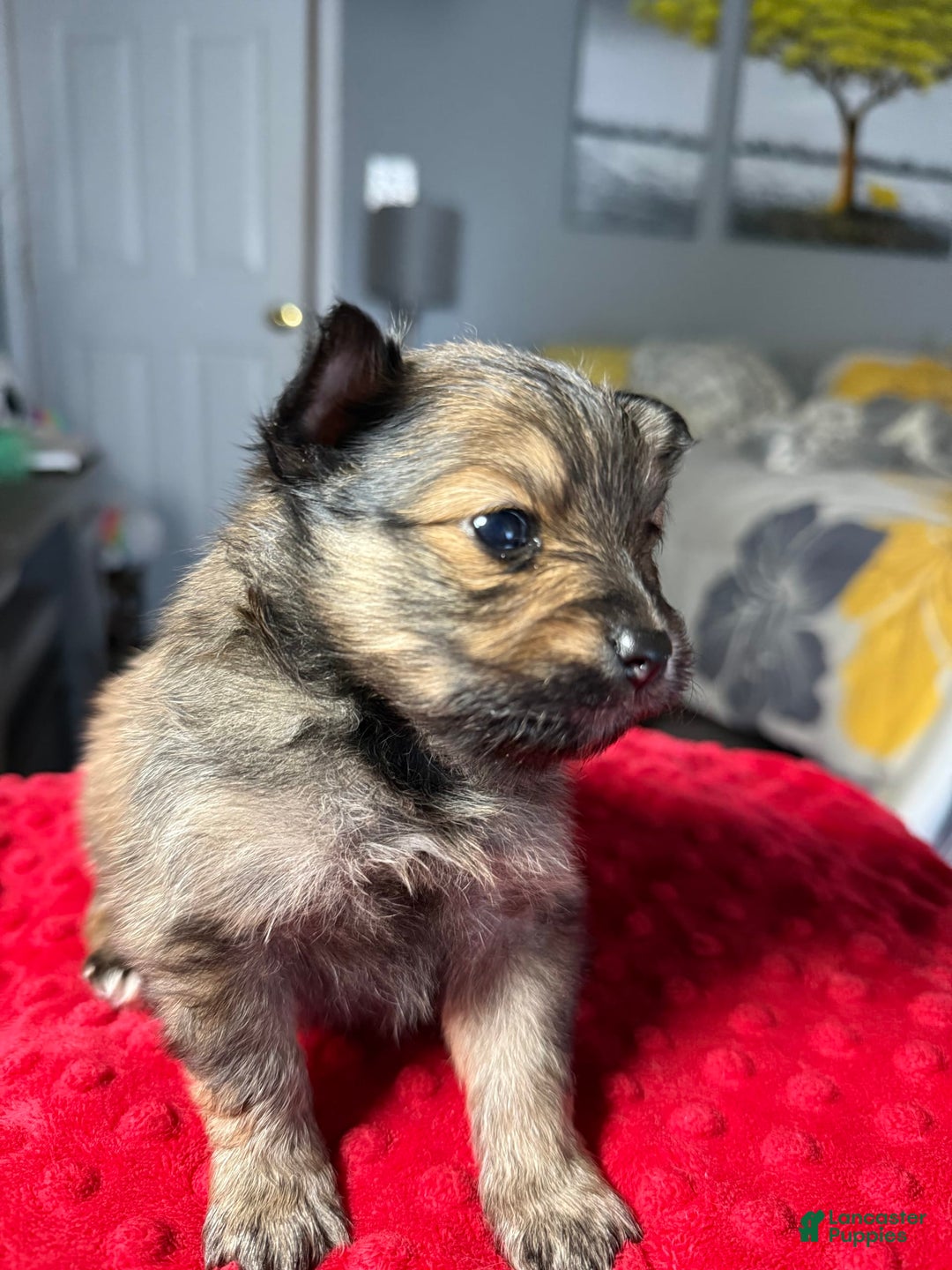 Pomeranian dogs for sale: Mocha - Image 6