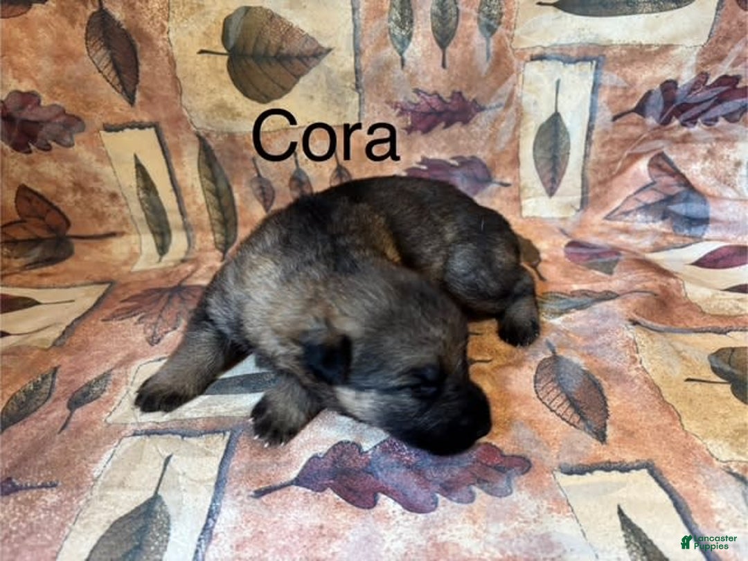 German Shepherd dogs for sale: Cora - Image 6