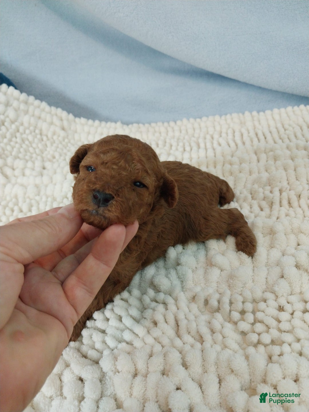 Toy Poodle dogs for sale: Kinley - Image 8