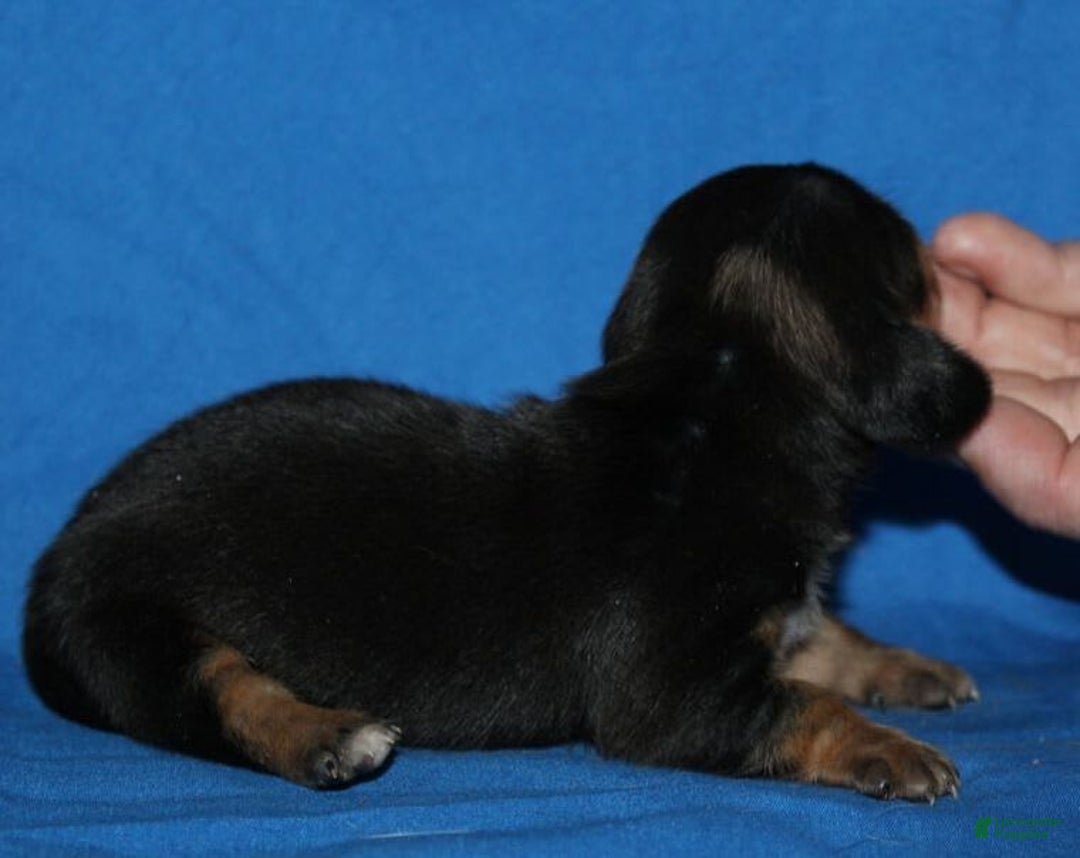 Miniature Dachshund dogs for sale: Lyla Female - Image 1