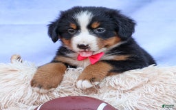 Bernese Mountain Dog dogs for sale: Sweetheart - Image 16
